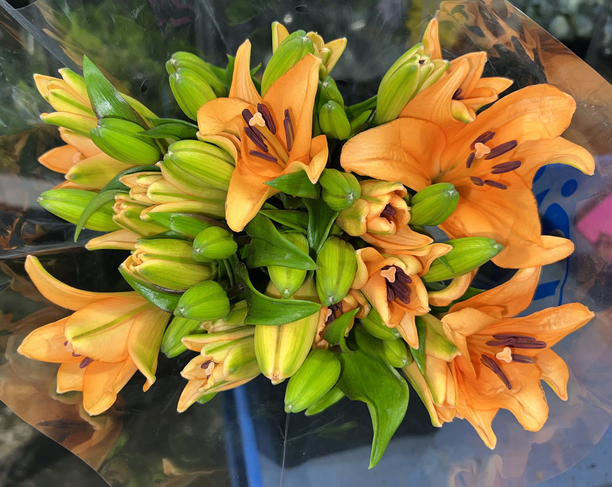 Lily LA Hybrid Orange