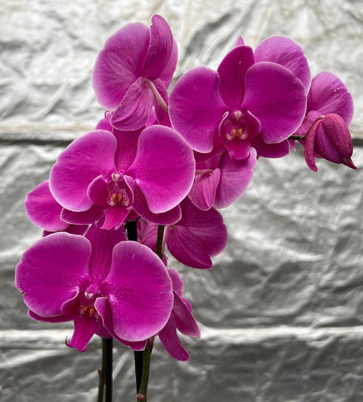 Orchid Phalenopsis