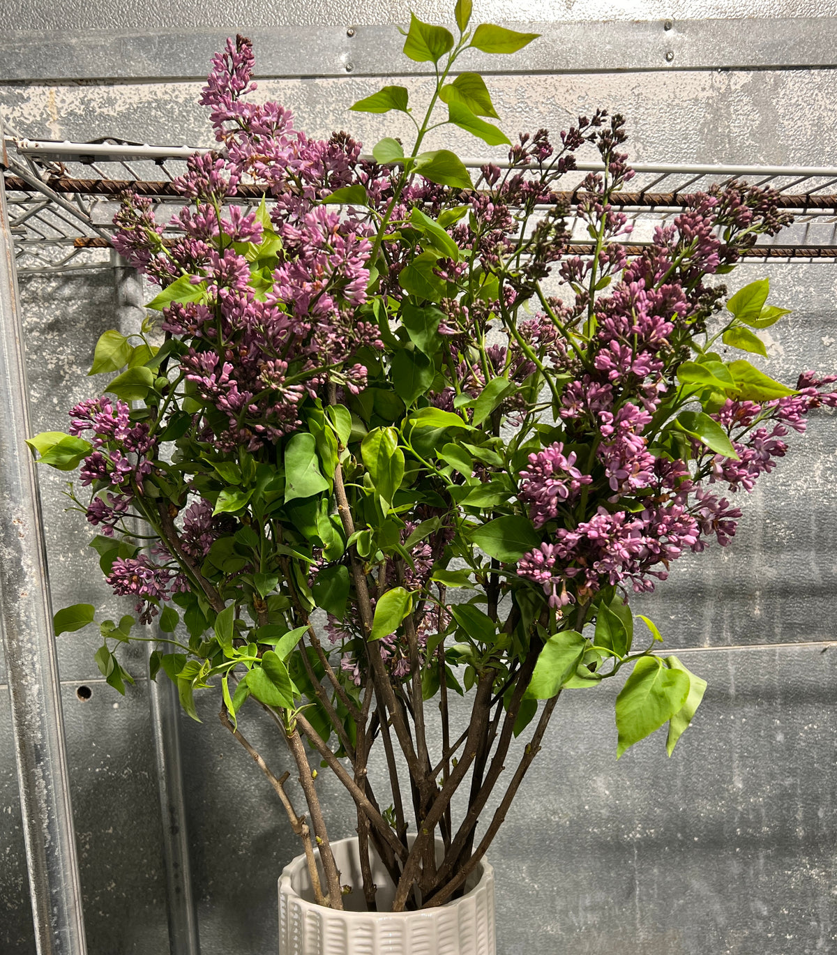 Lilac