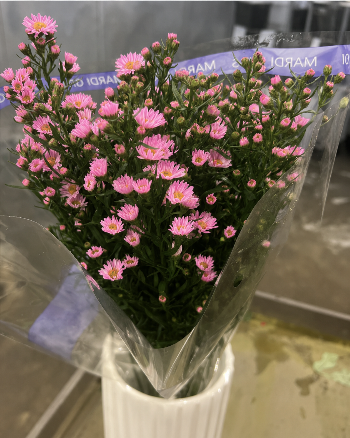 Aster hybrid hot pink
