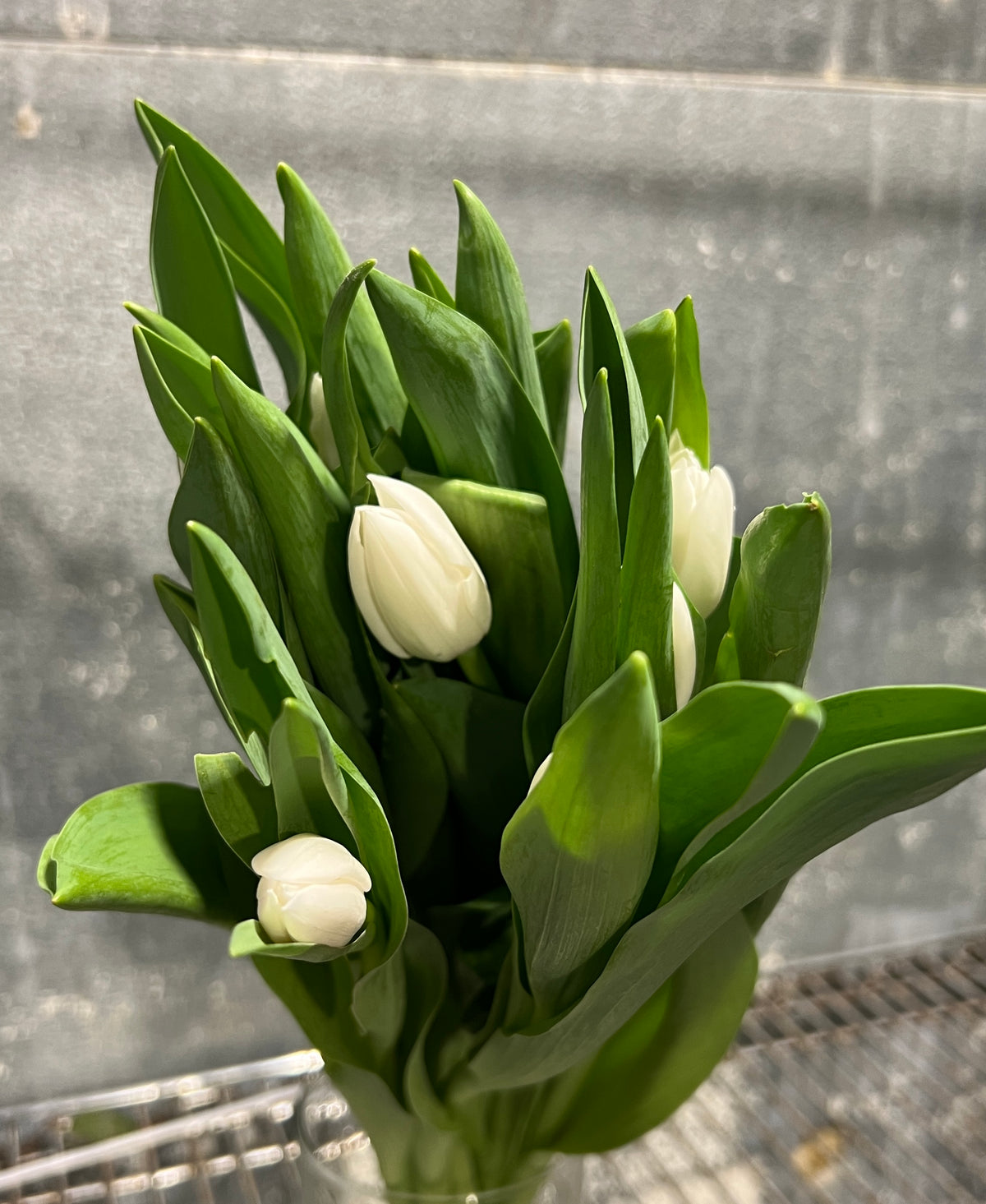 Tulips White