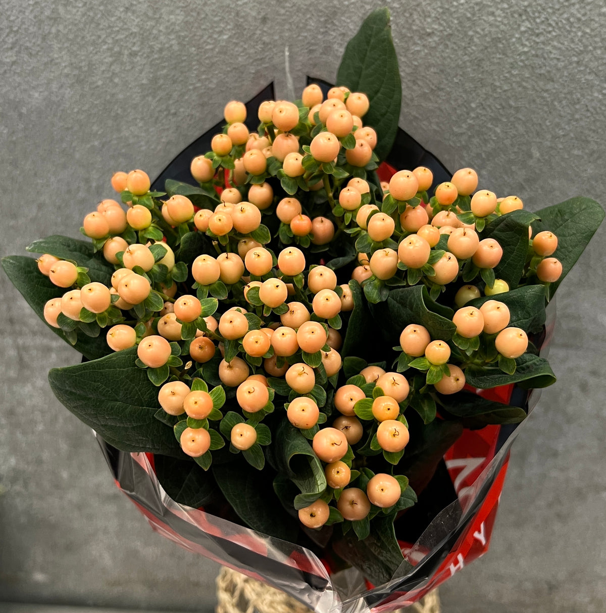 Hypericum Peach 50 Cm