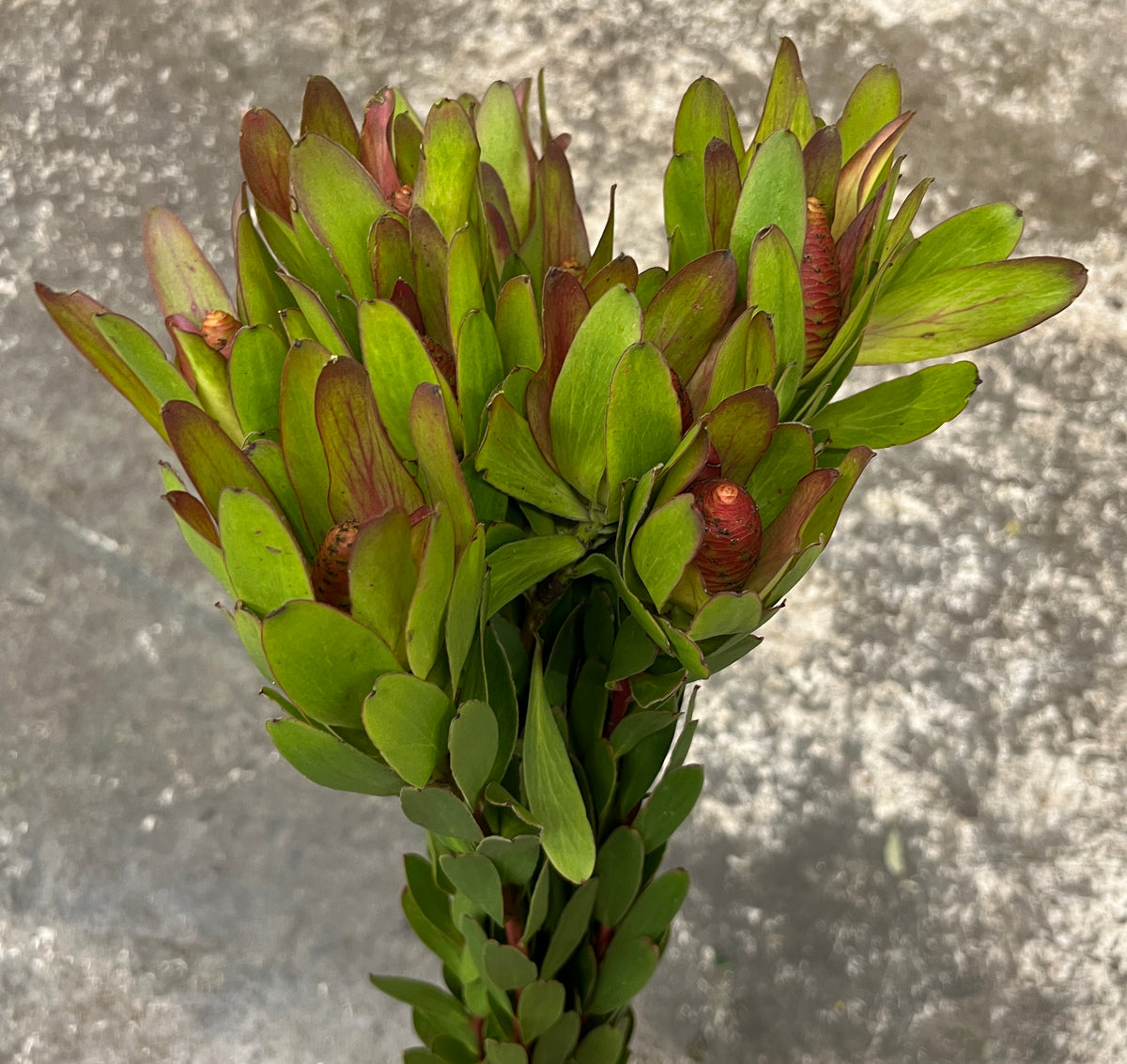Leucadendrum Green