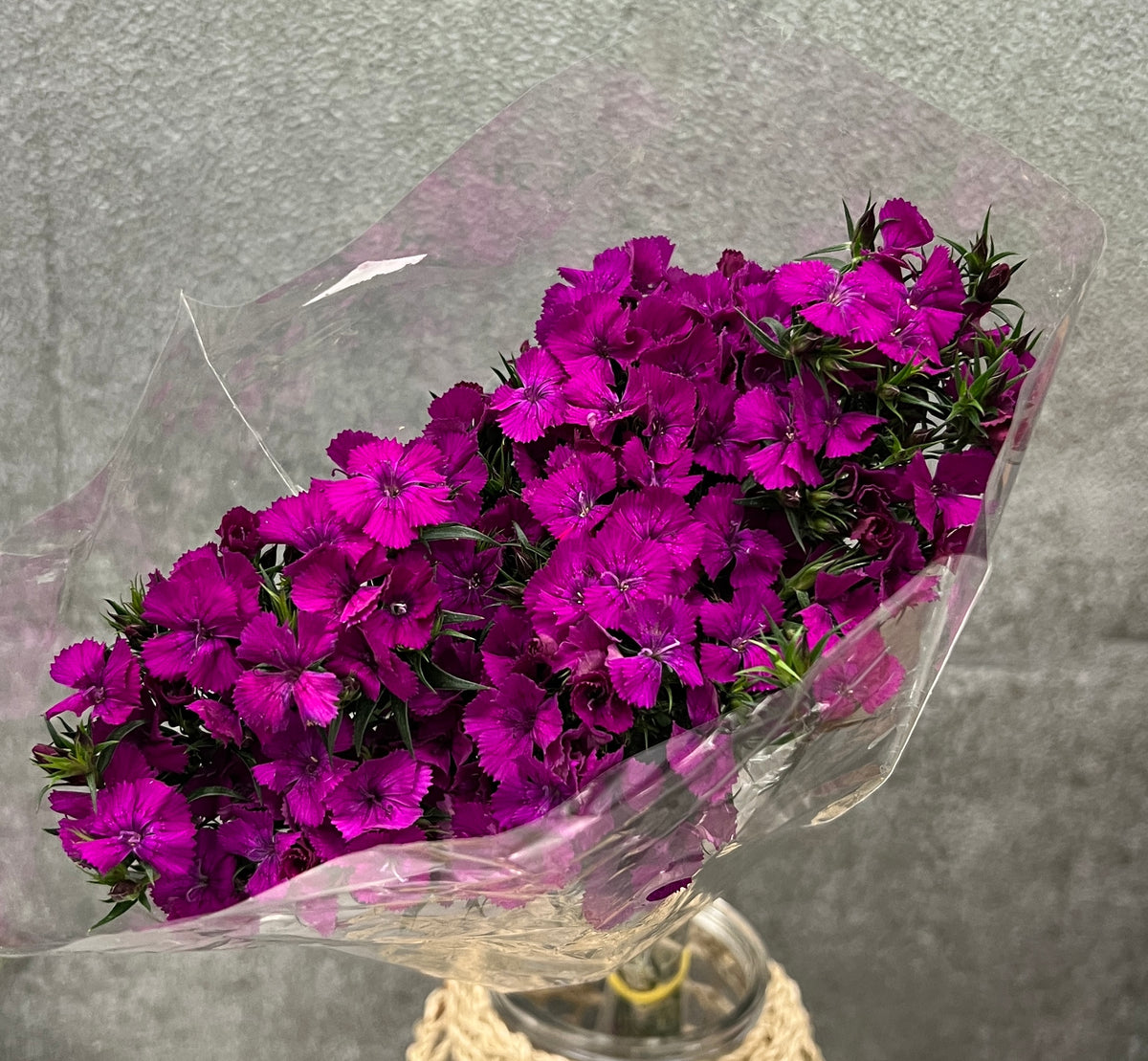 Dianthus Gipsy