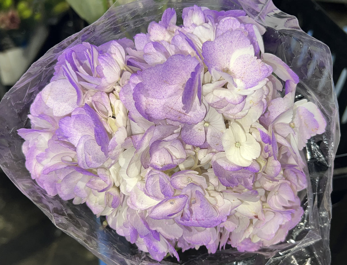 Hyd Lavender