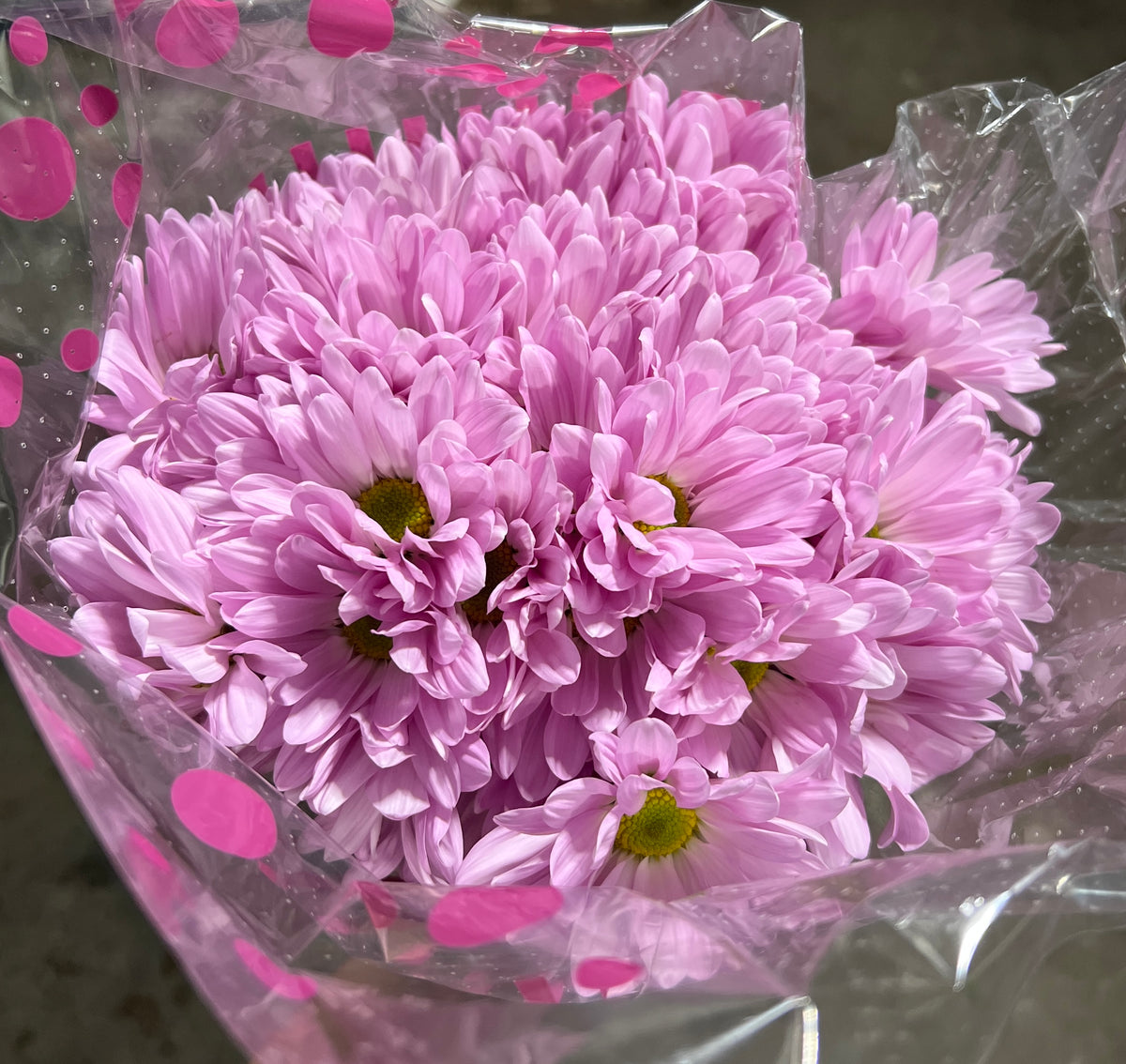 Pomps Daisy Lavender