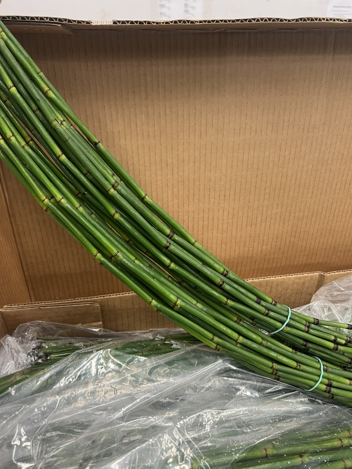 Horsetail