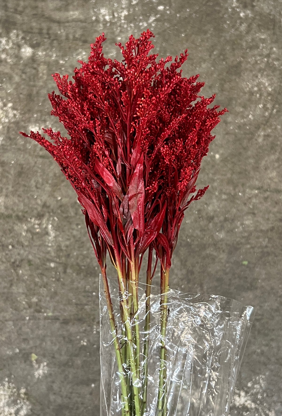 Solidago Dyed Red