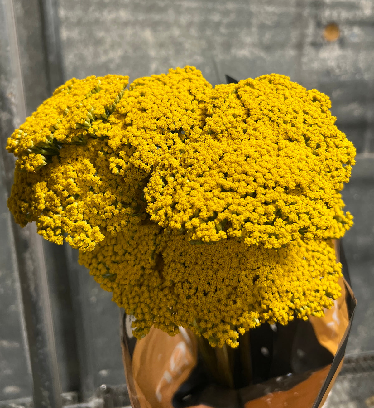 Yarrow