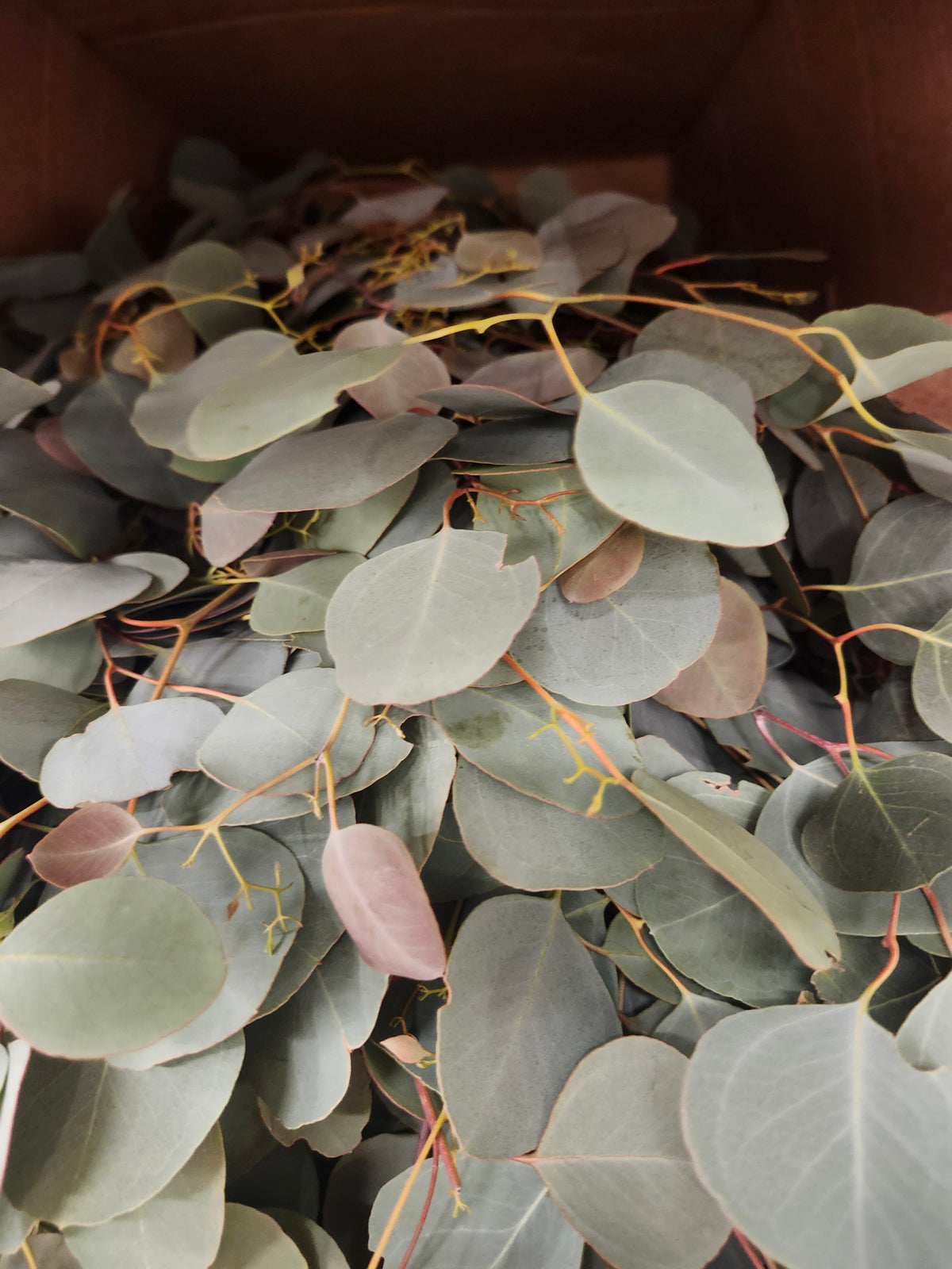 Eucalyptus Silver Dollar
