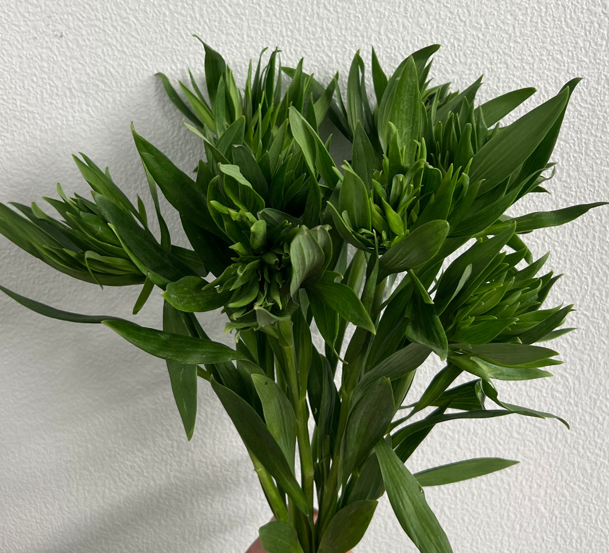 Alstromeria Greens (No Bloom) (Green Planet)