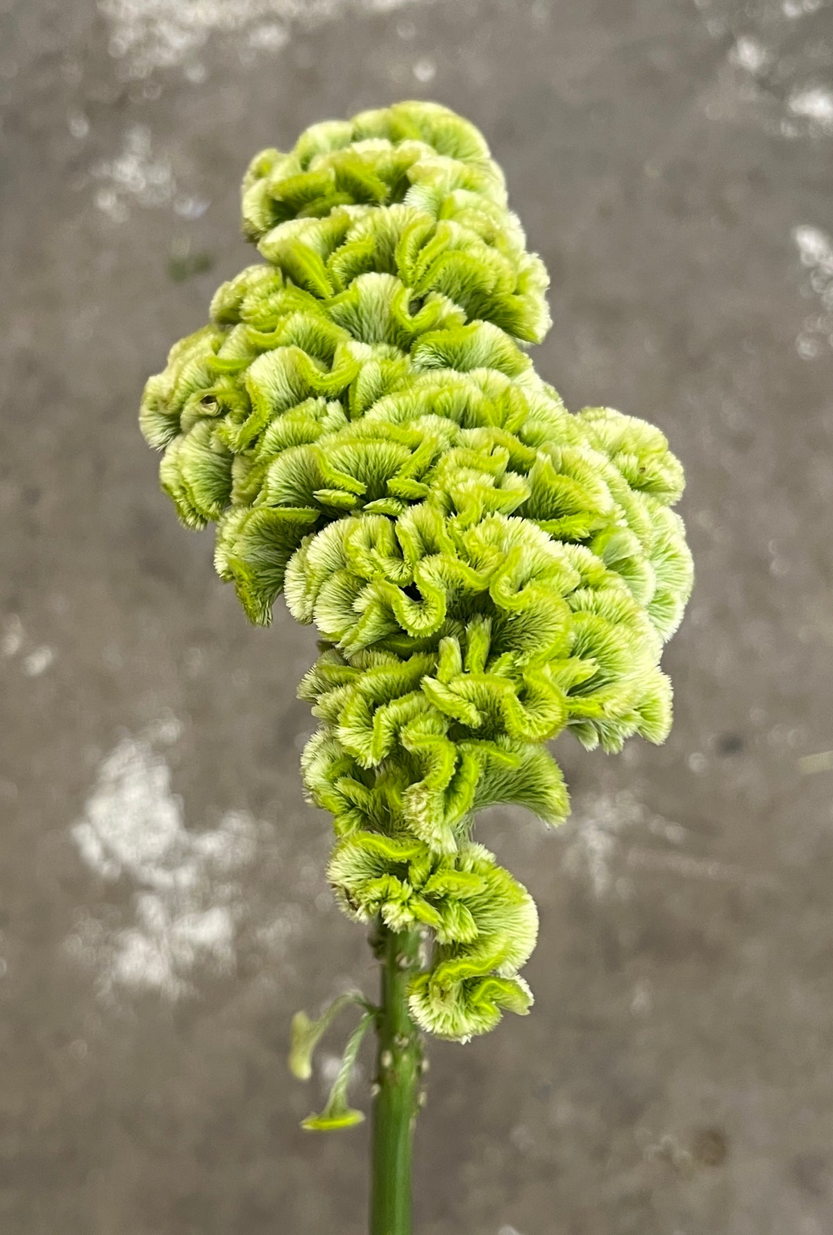 Celosia Coxcomb Green Bunch(5)
