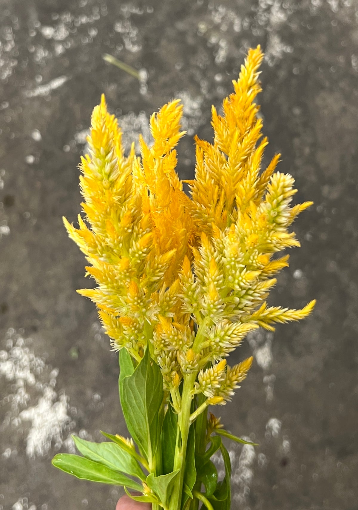 Celosia Feathery Yellow