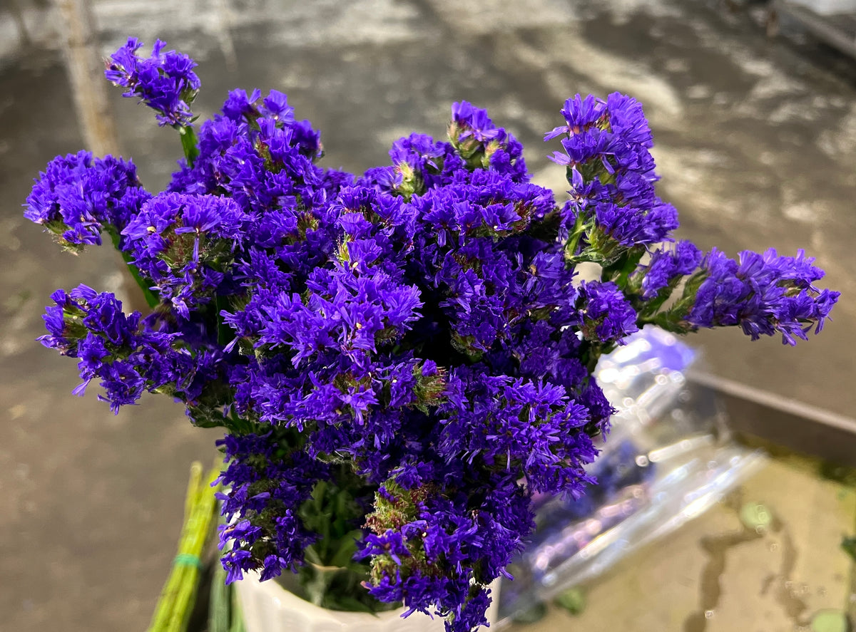 Statice purple