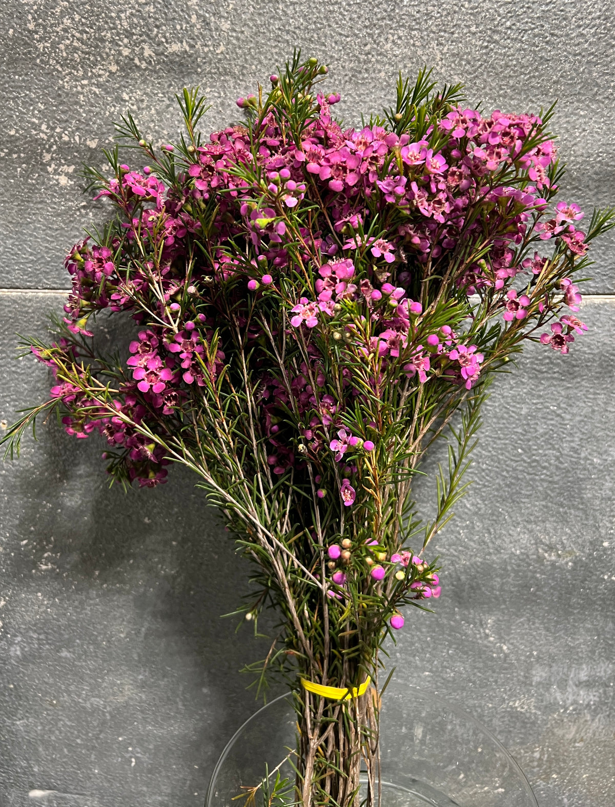Wax Flower Pink