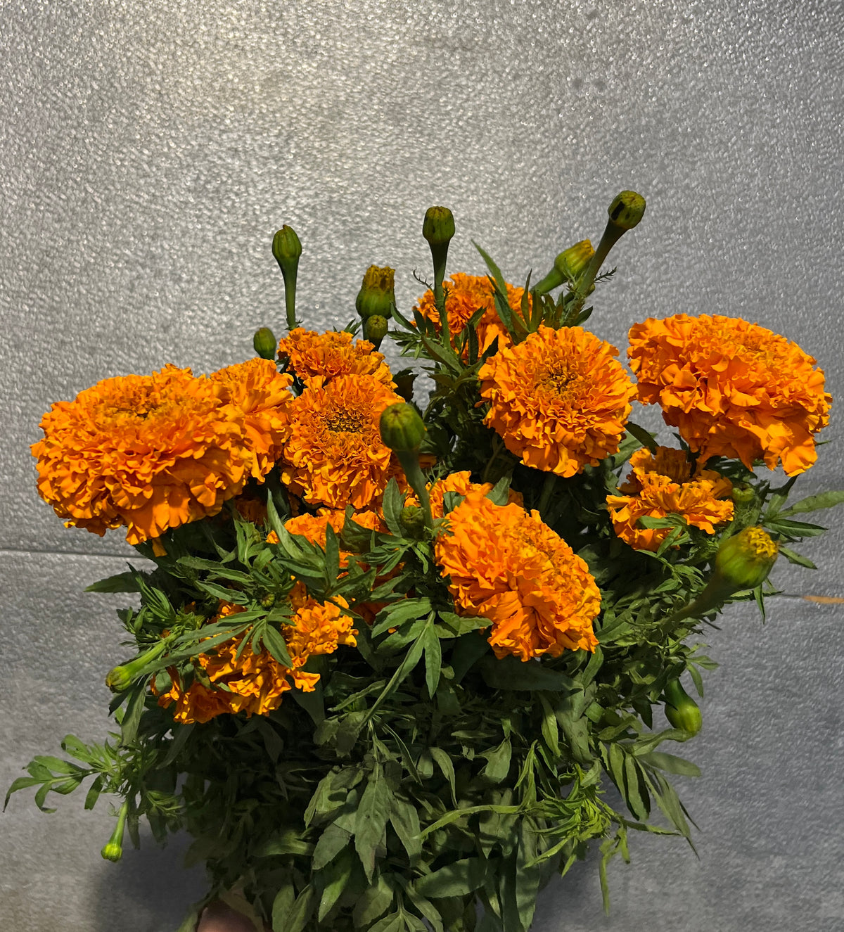 Marigold
