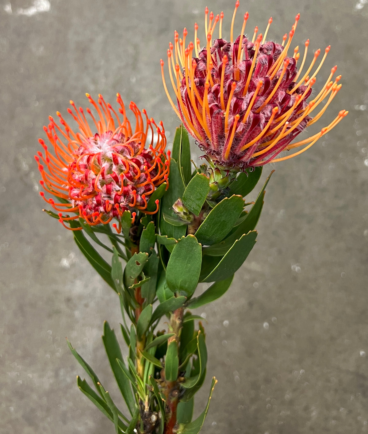 Protea Pin Orange