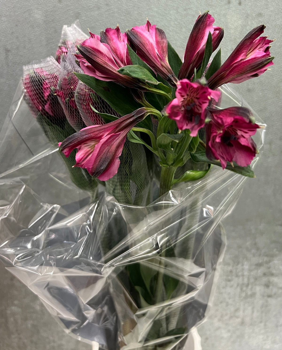 Alstromeria Premium Purple