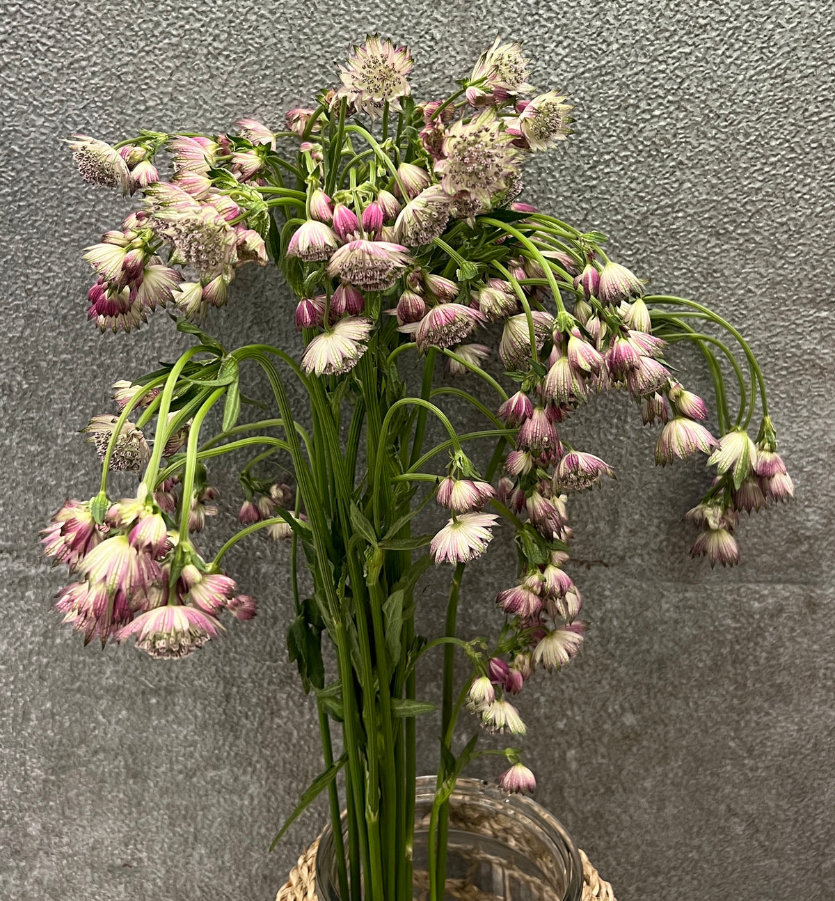 Astrantia Pink