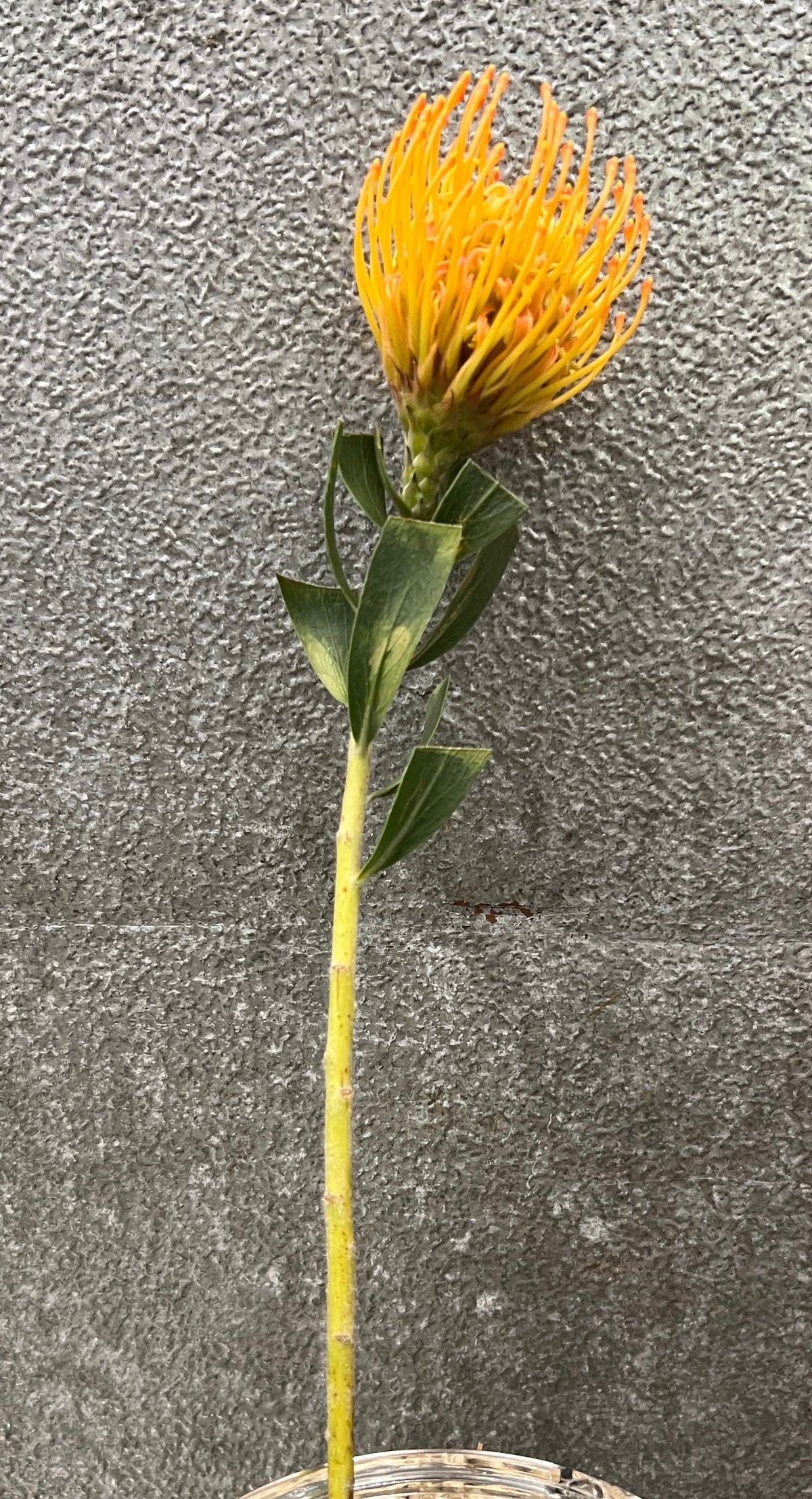 Protea Pin Yellow