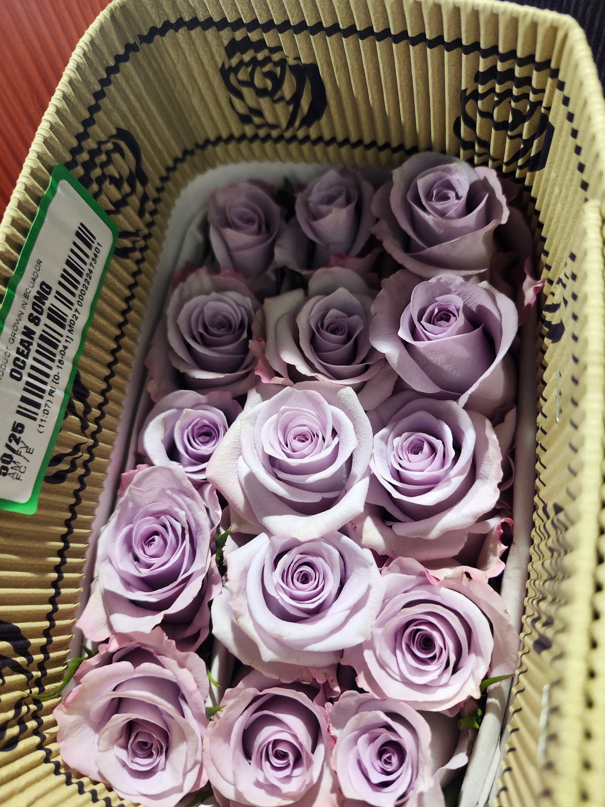 Rose Ocean Song 50 Cm