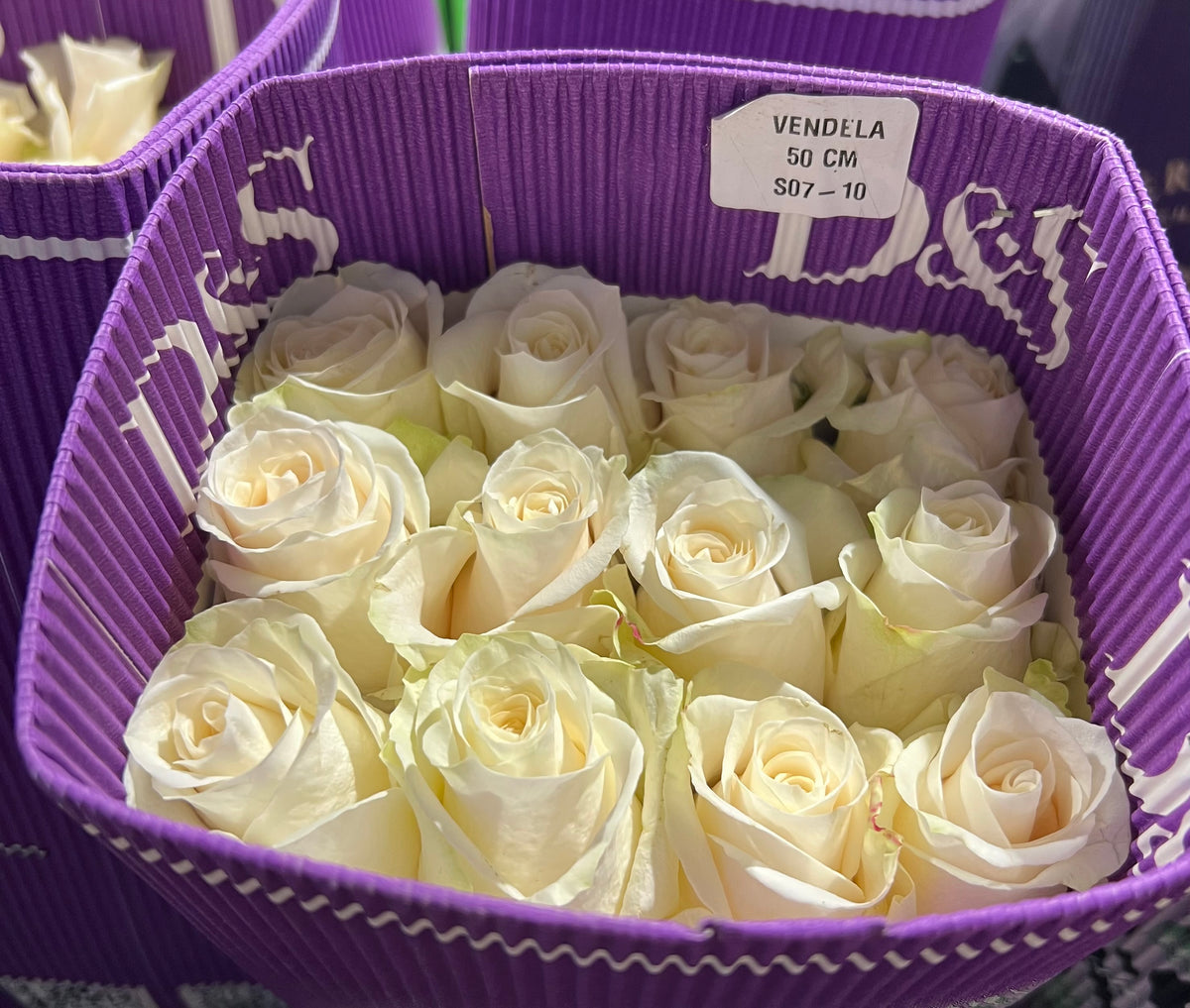 Rose Vendela 50 Cm