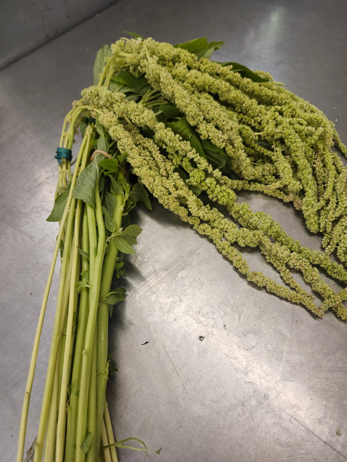 Amaranthus Green Hanging