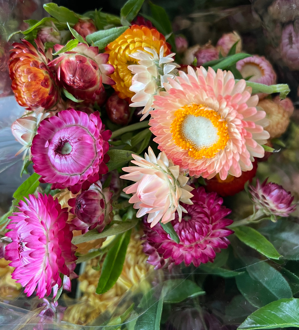 Strawflower Fall Asst