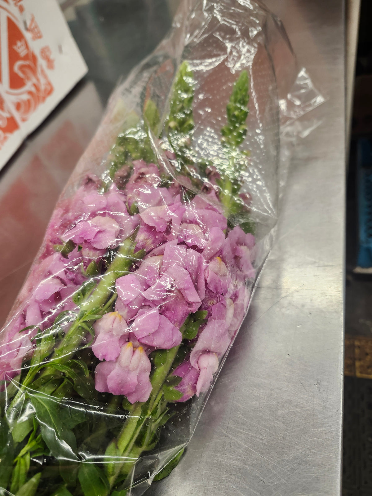 Snapdragons Lavender