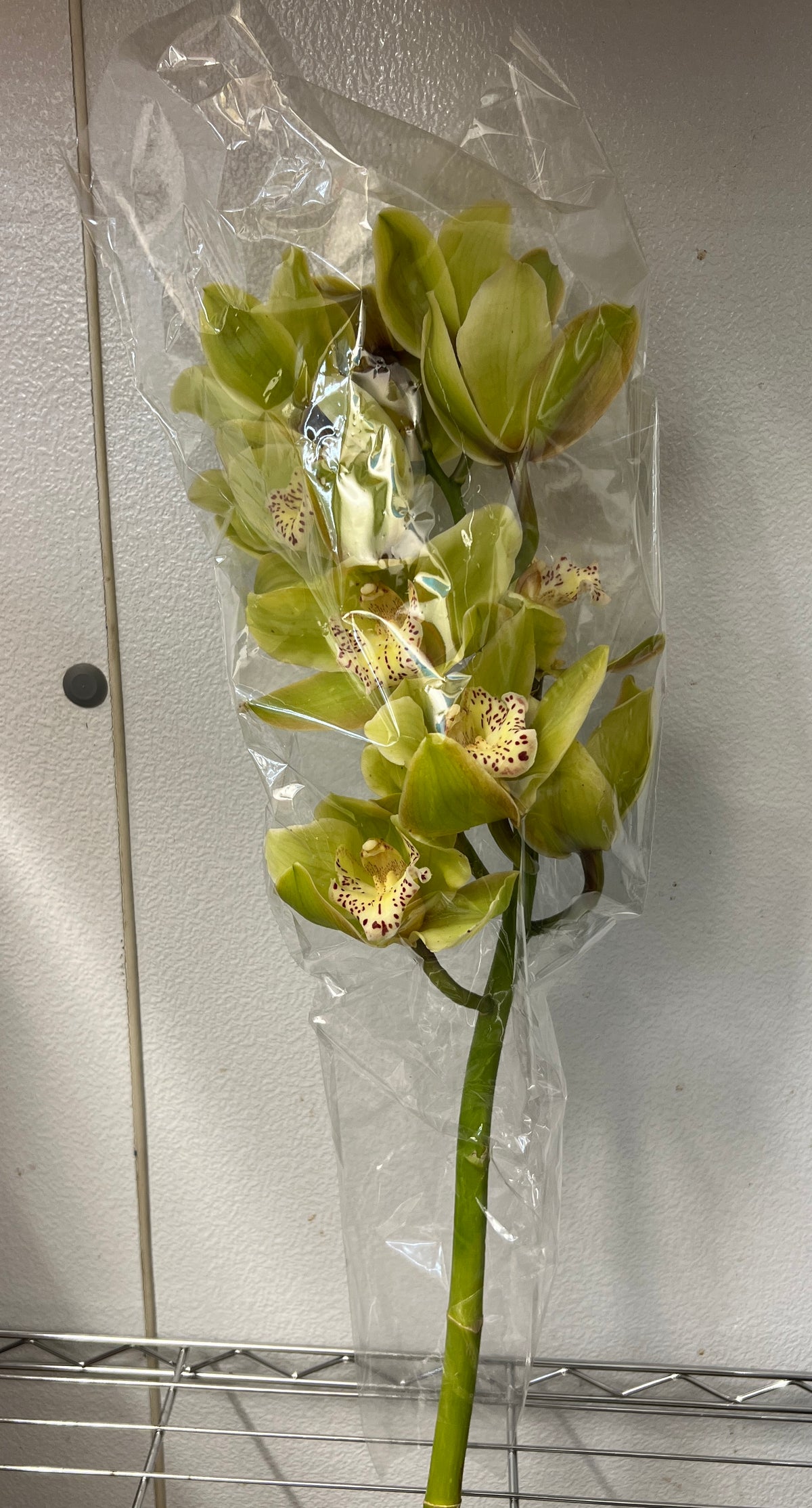Orchid Cymbidium Spray Reg