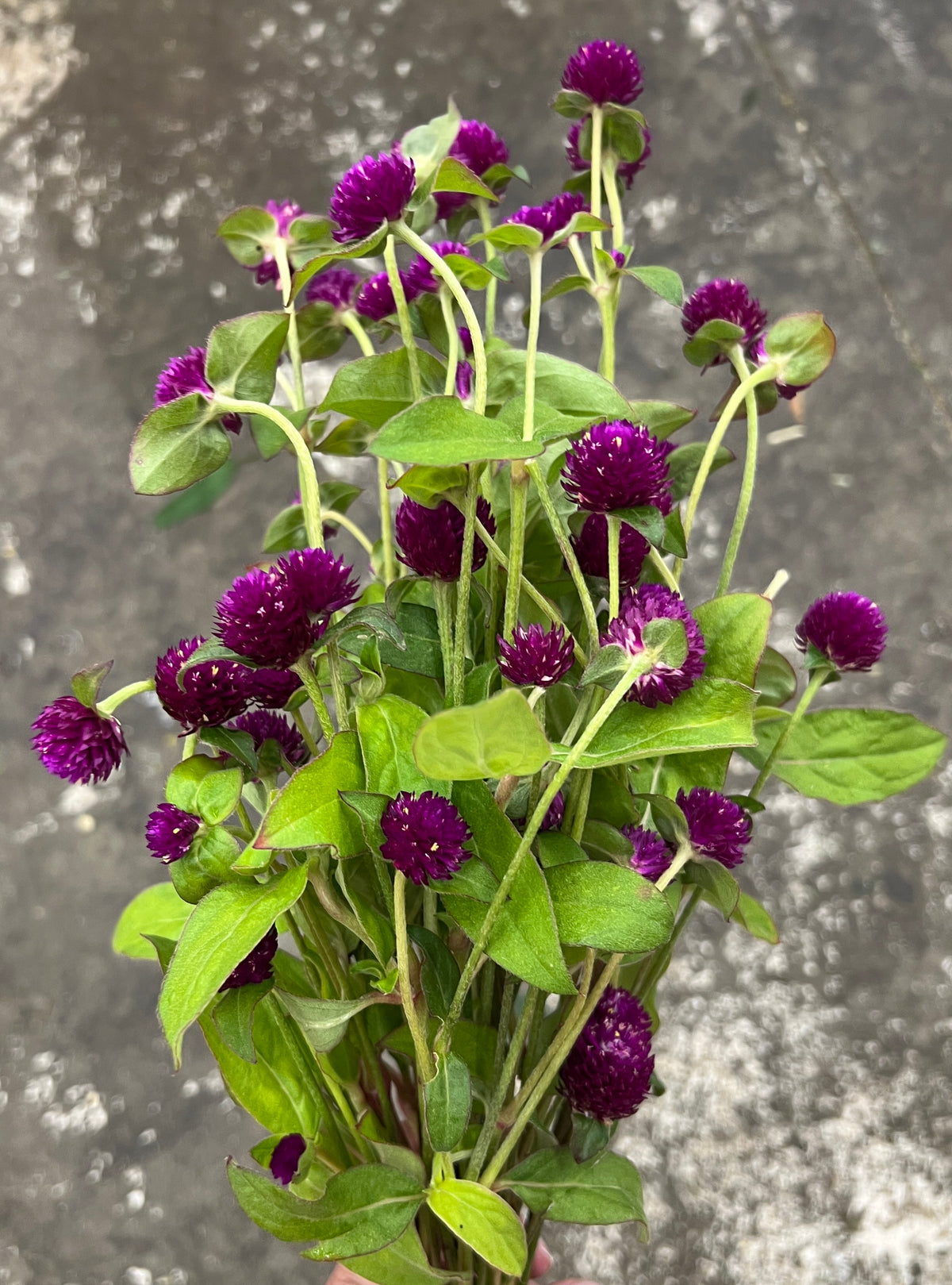 Gomphrena
