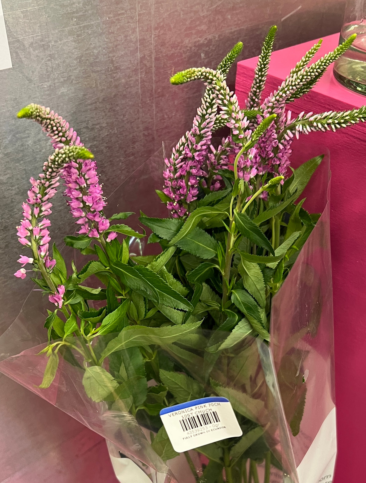 Veronica Pink