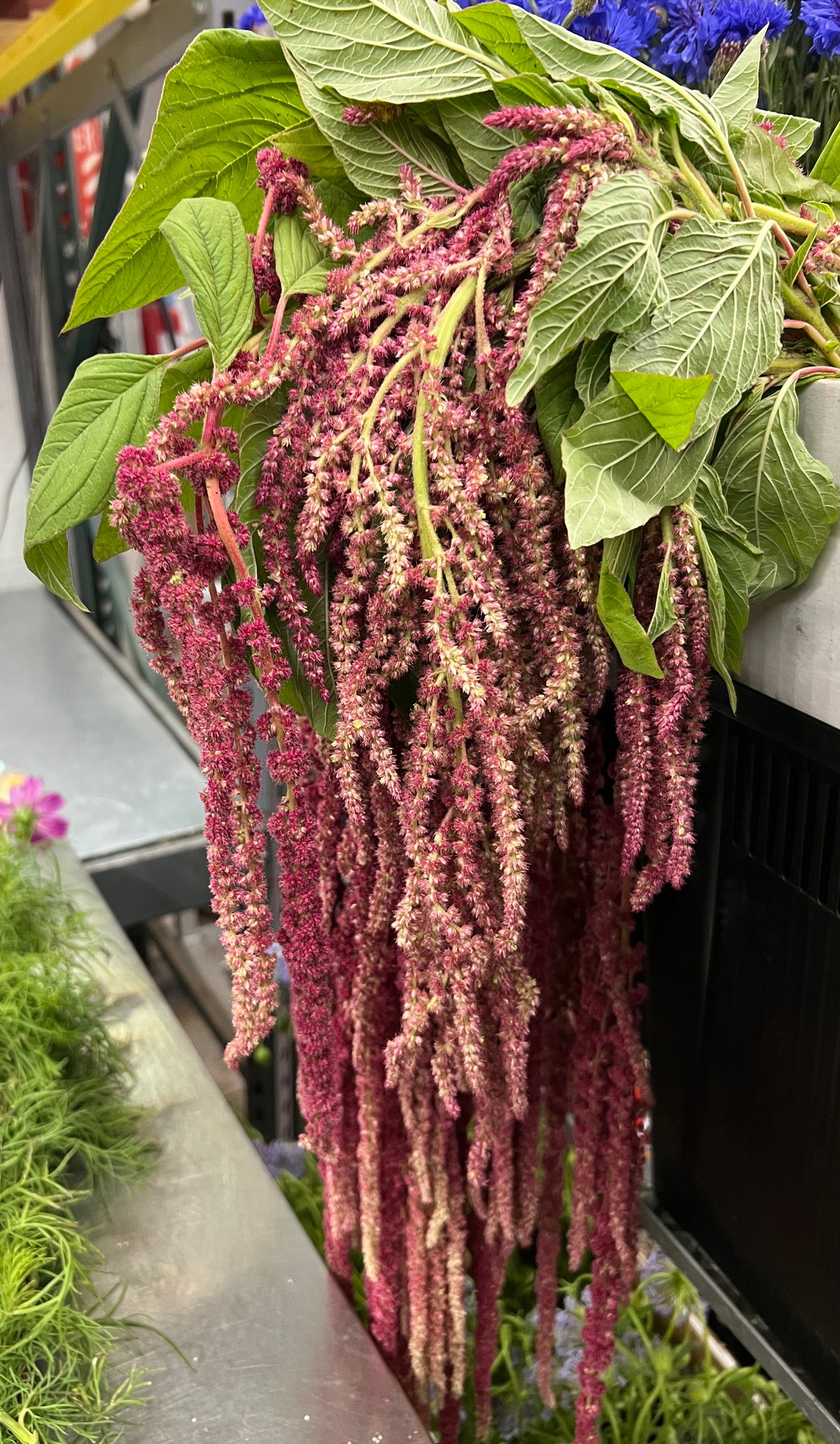 Amaranthus Red Hanging