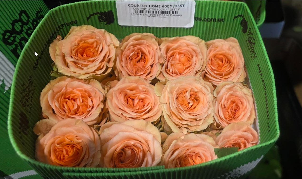 Rose Country Home 50 Cm
