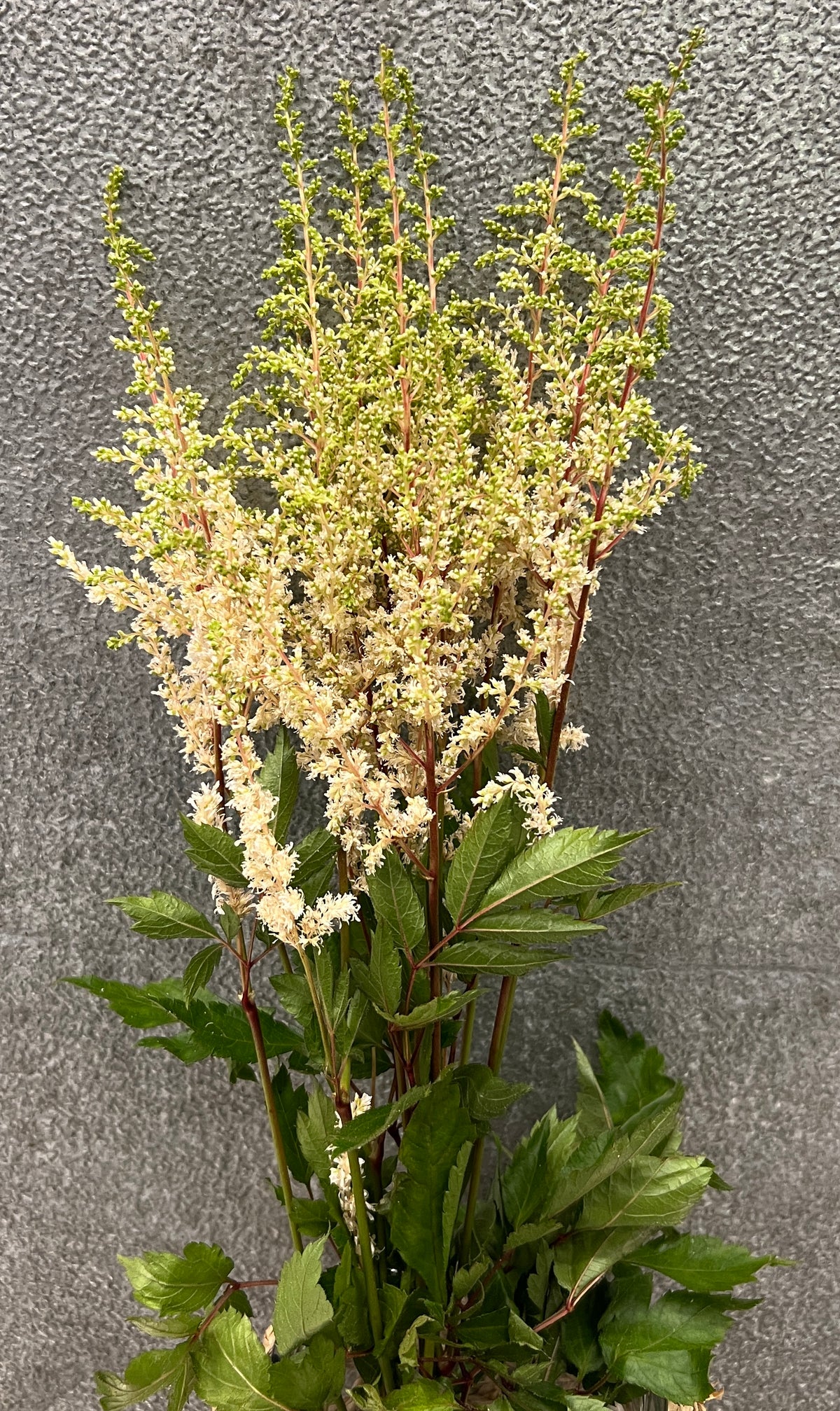 Astilbe White
