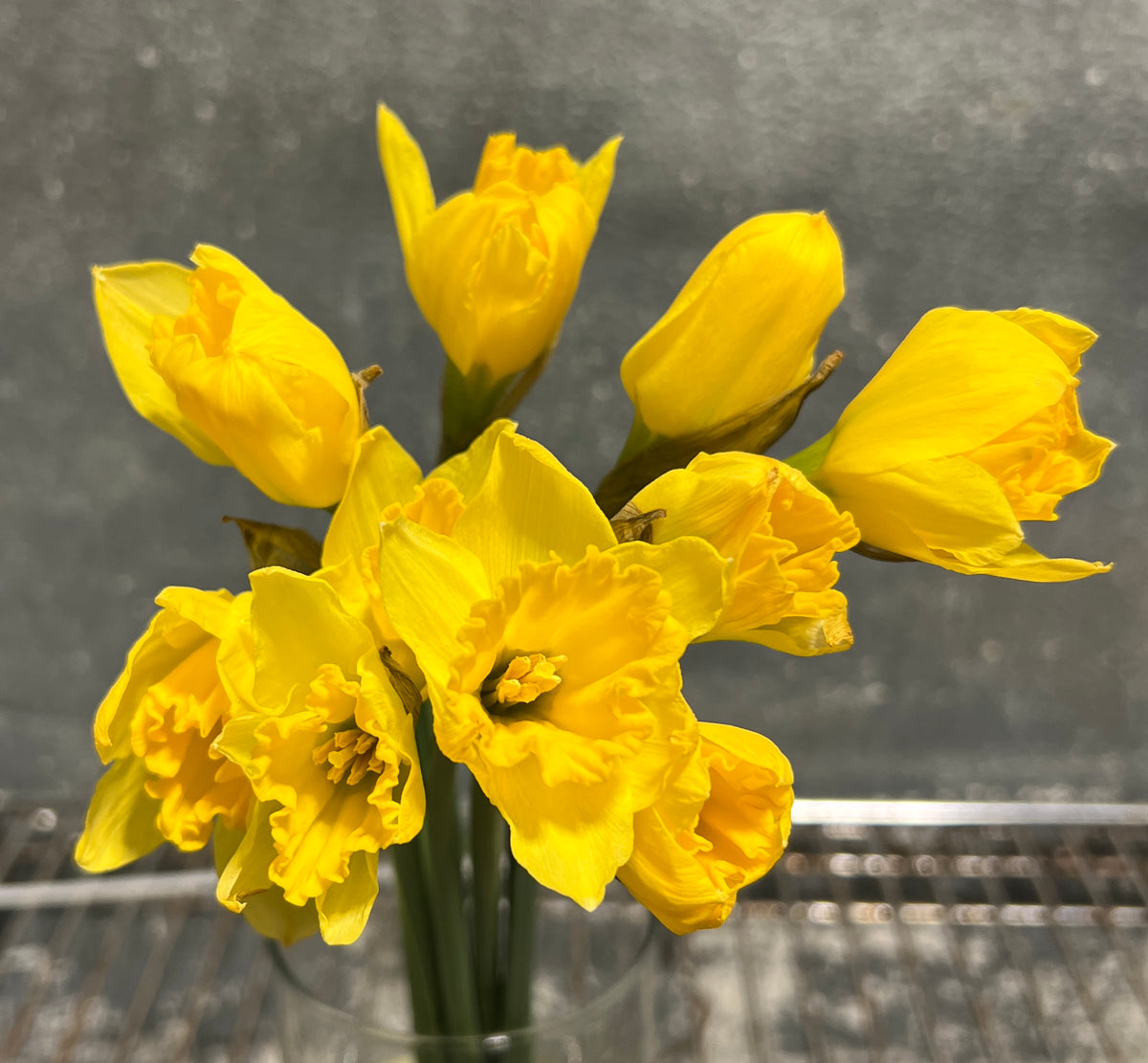 Daffodils