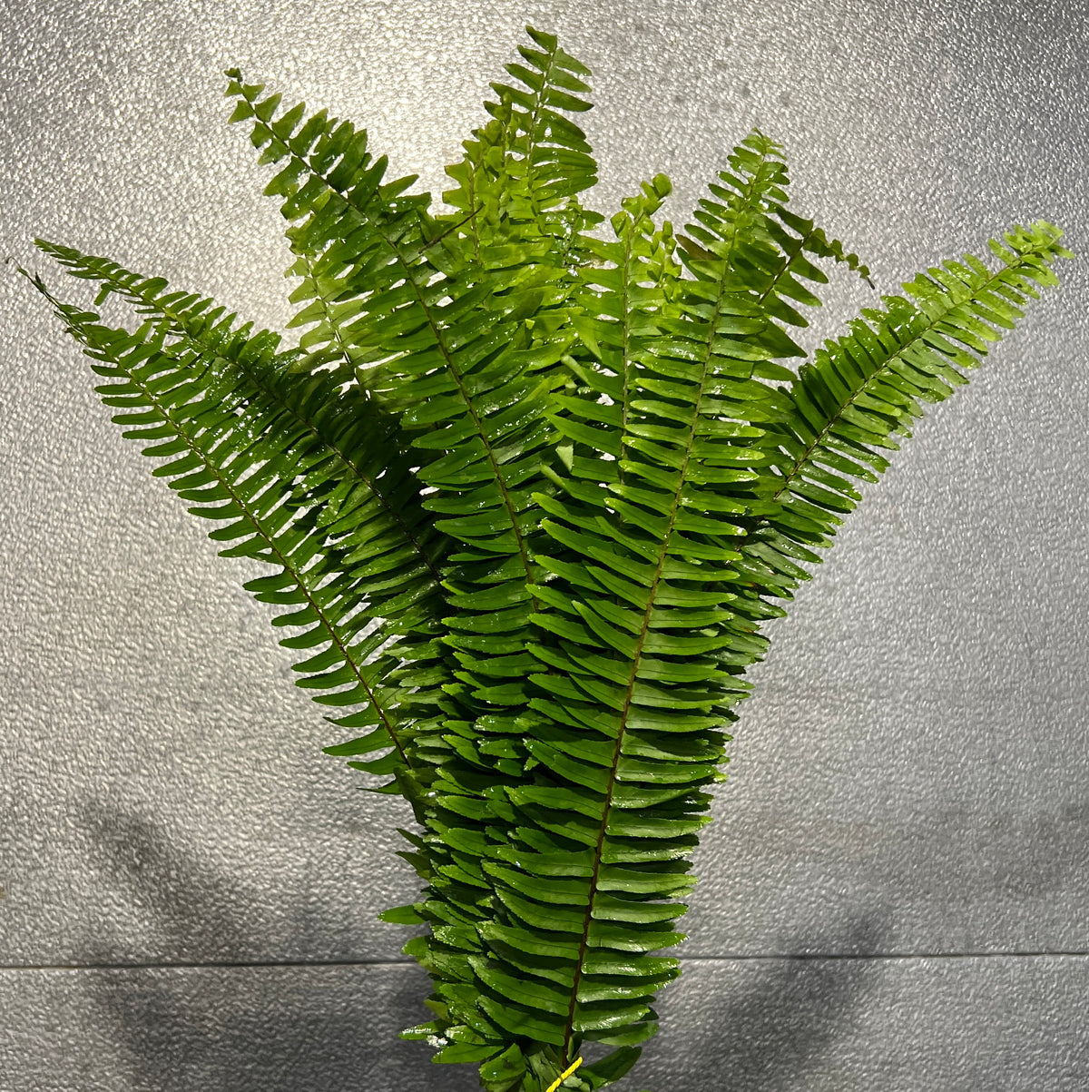 Sword Fern