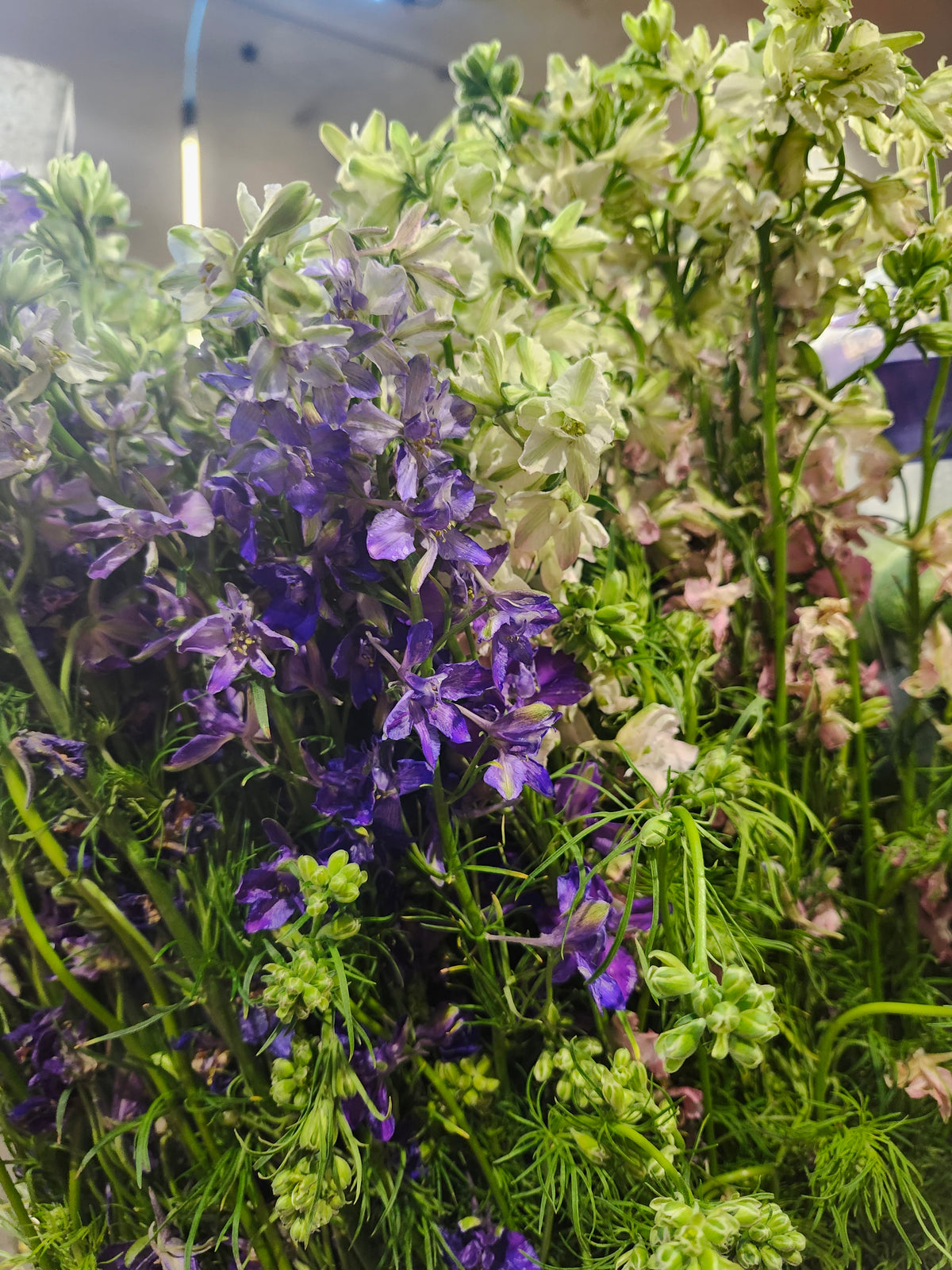 Larkspur Asst