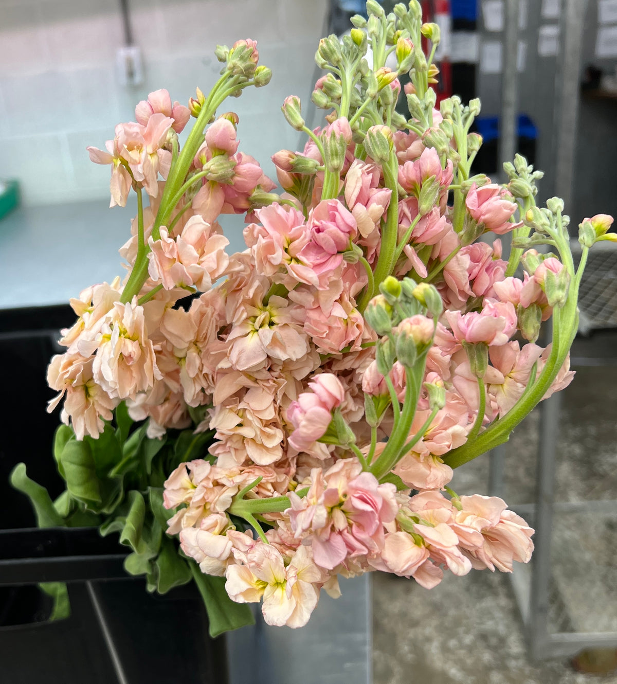 Stock Peach