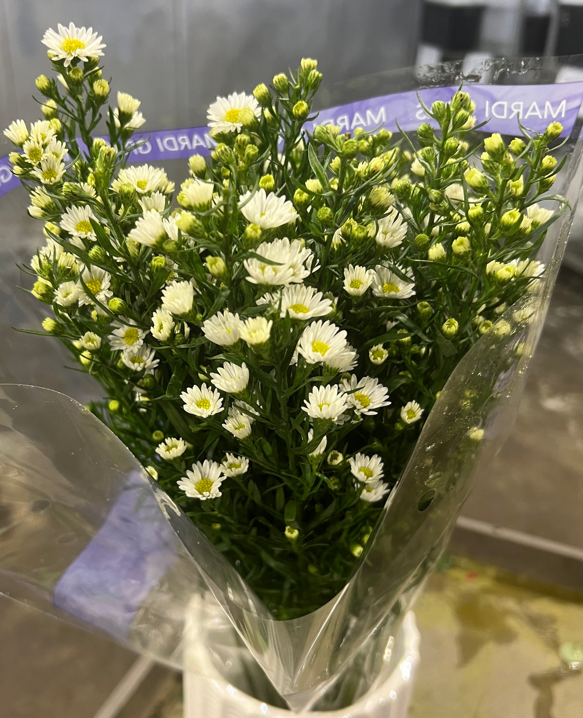 Aster Mardi Gras