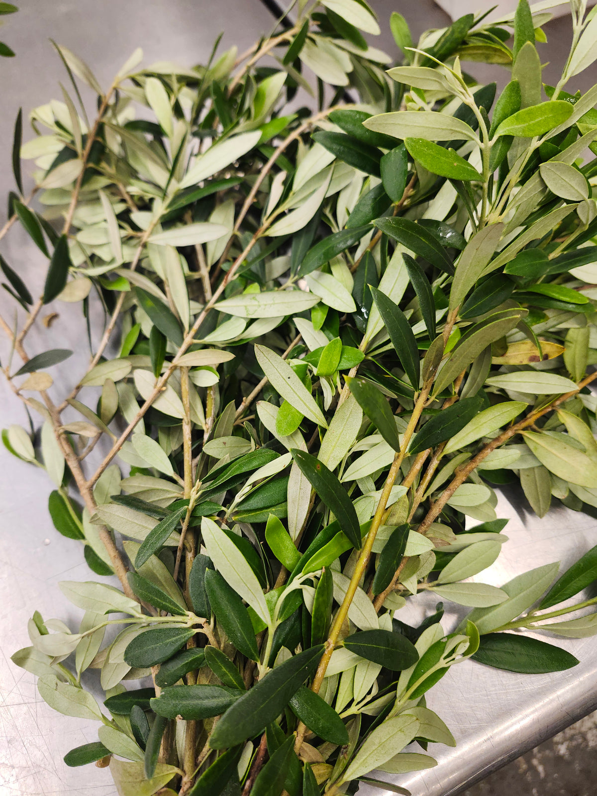Olive Branch
