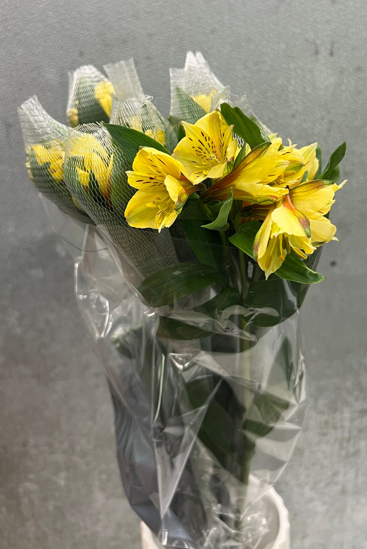 Alstromeria Premium Yellow