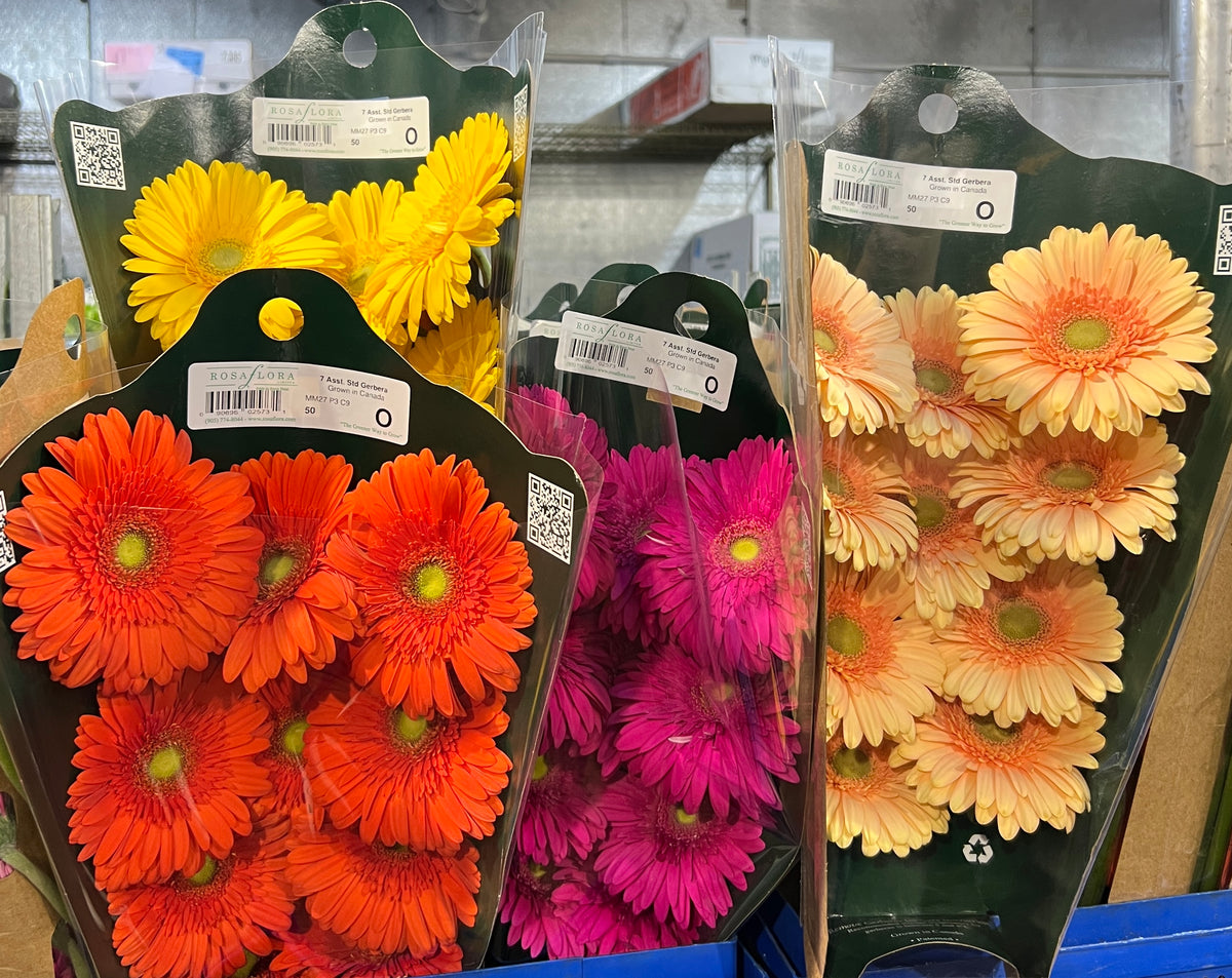 Gerbera Asst