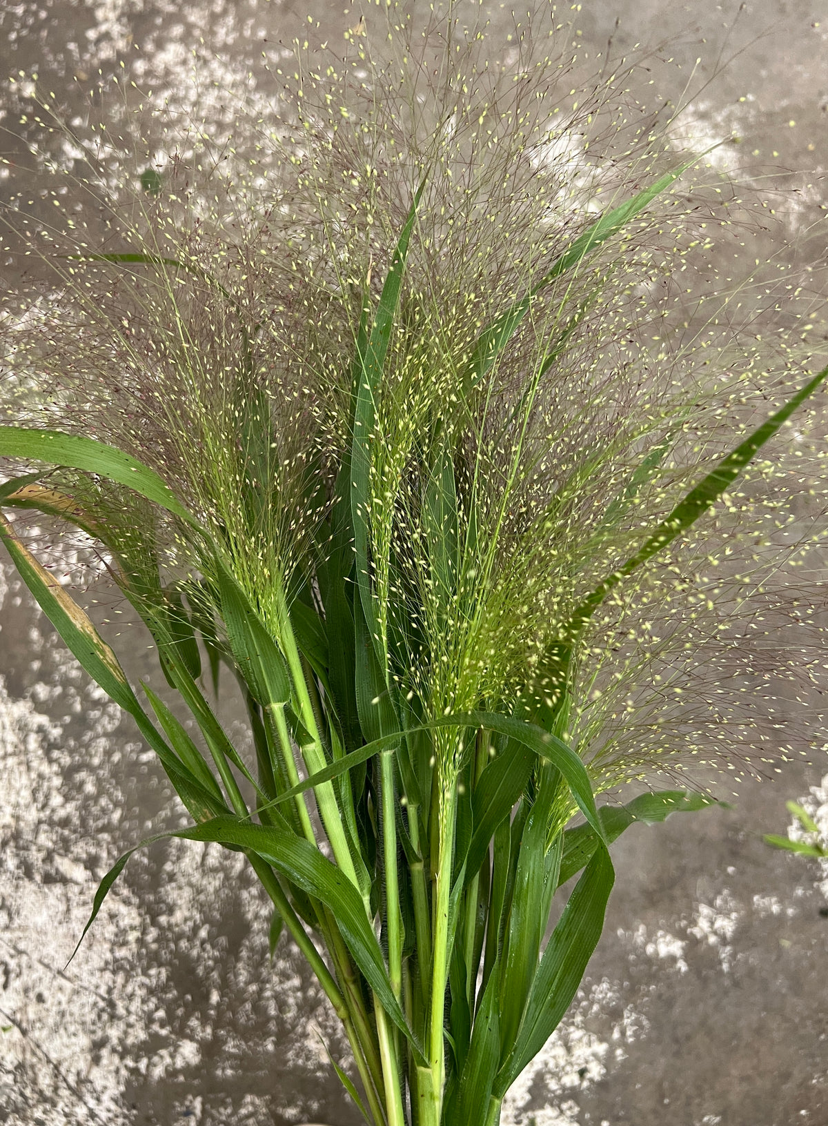 Explosion Grass