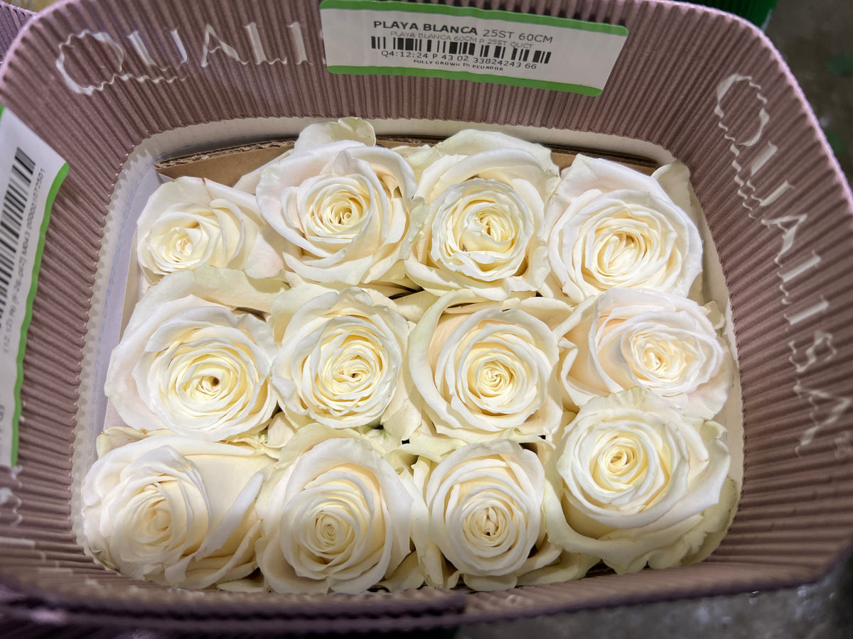 Rose Playa Blanca 60 Cm