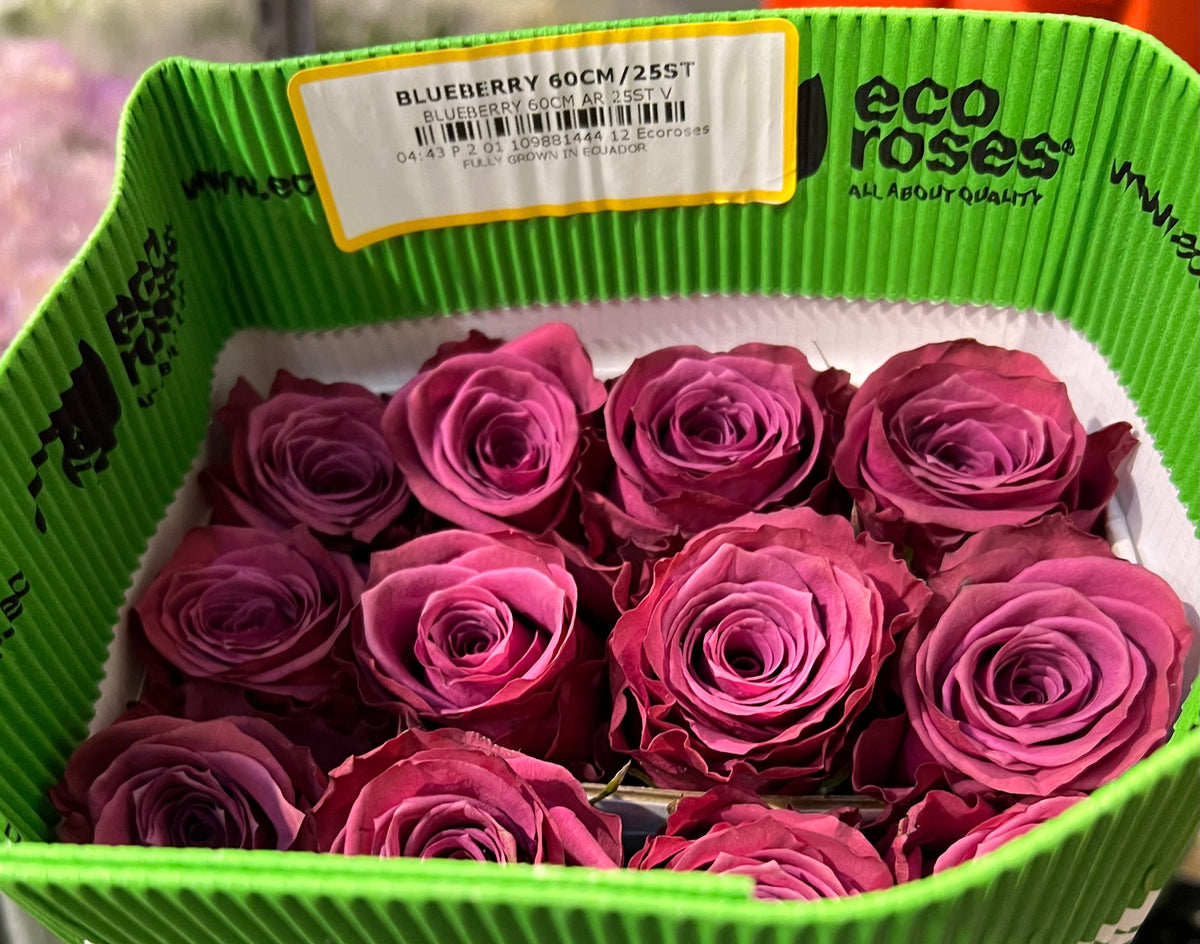 Rose Blueberry 50cm