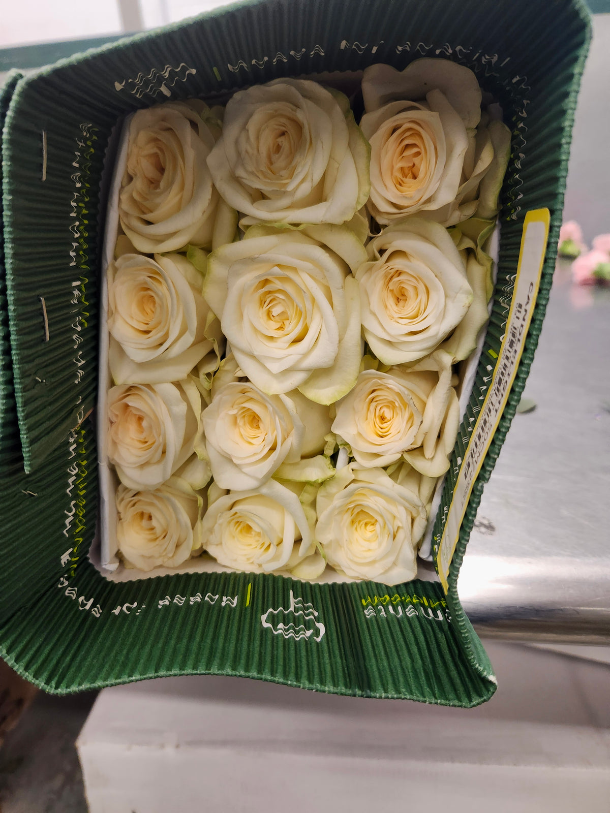 Rose Candlelight 50 Cm