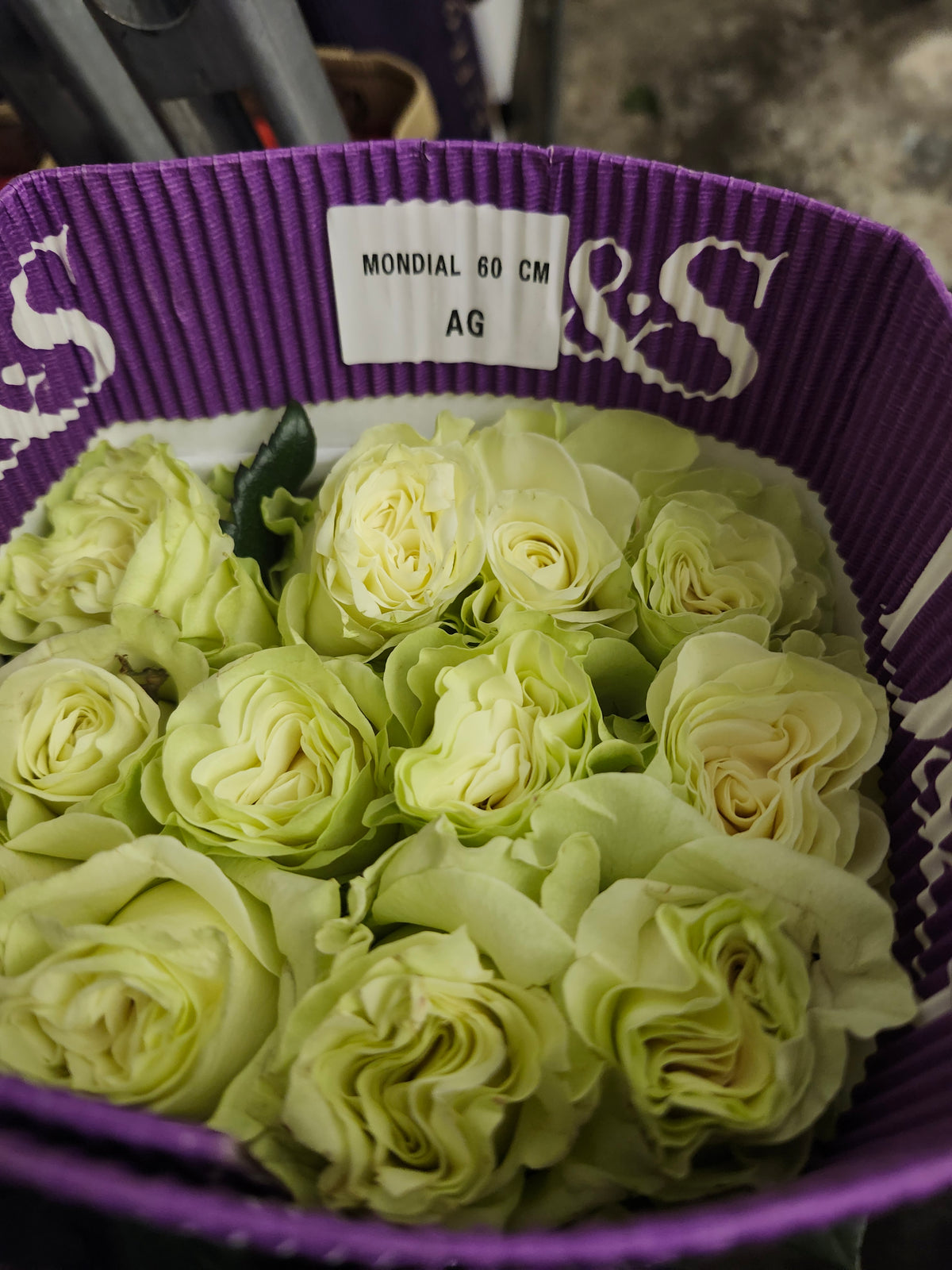 Rose Mondial 60 Cm
