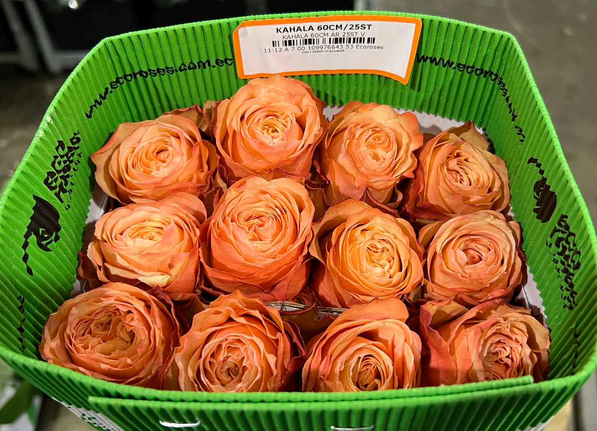 Rose Kahala 50 Cm