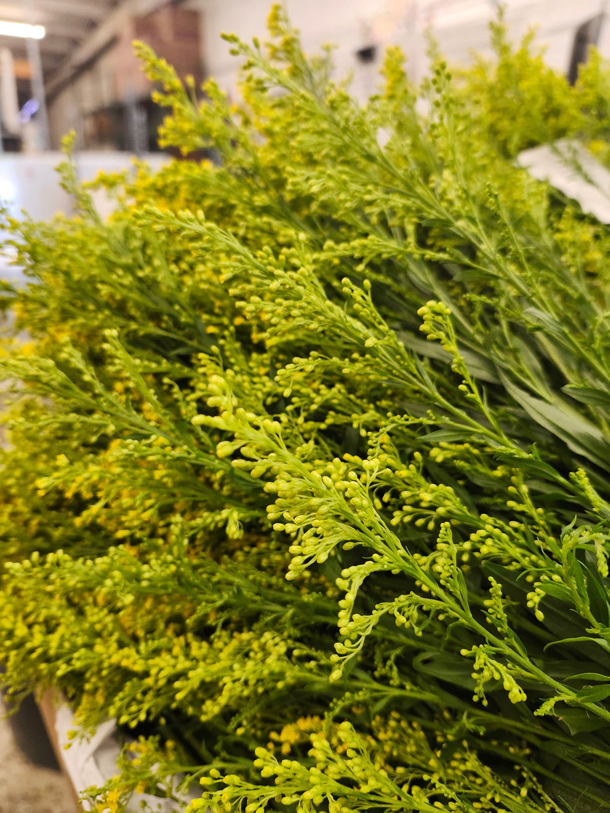Solidago Yellow